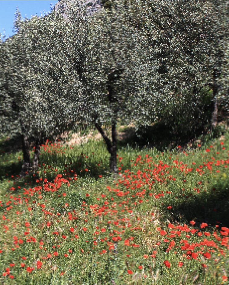 Les Baronnies, une région pleine de charme