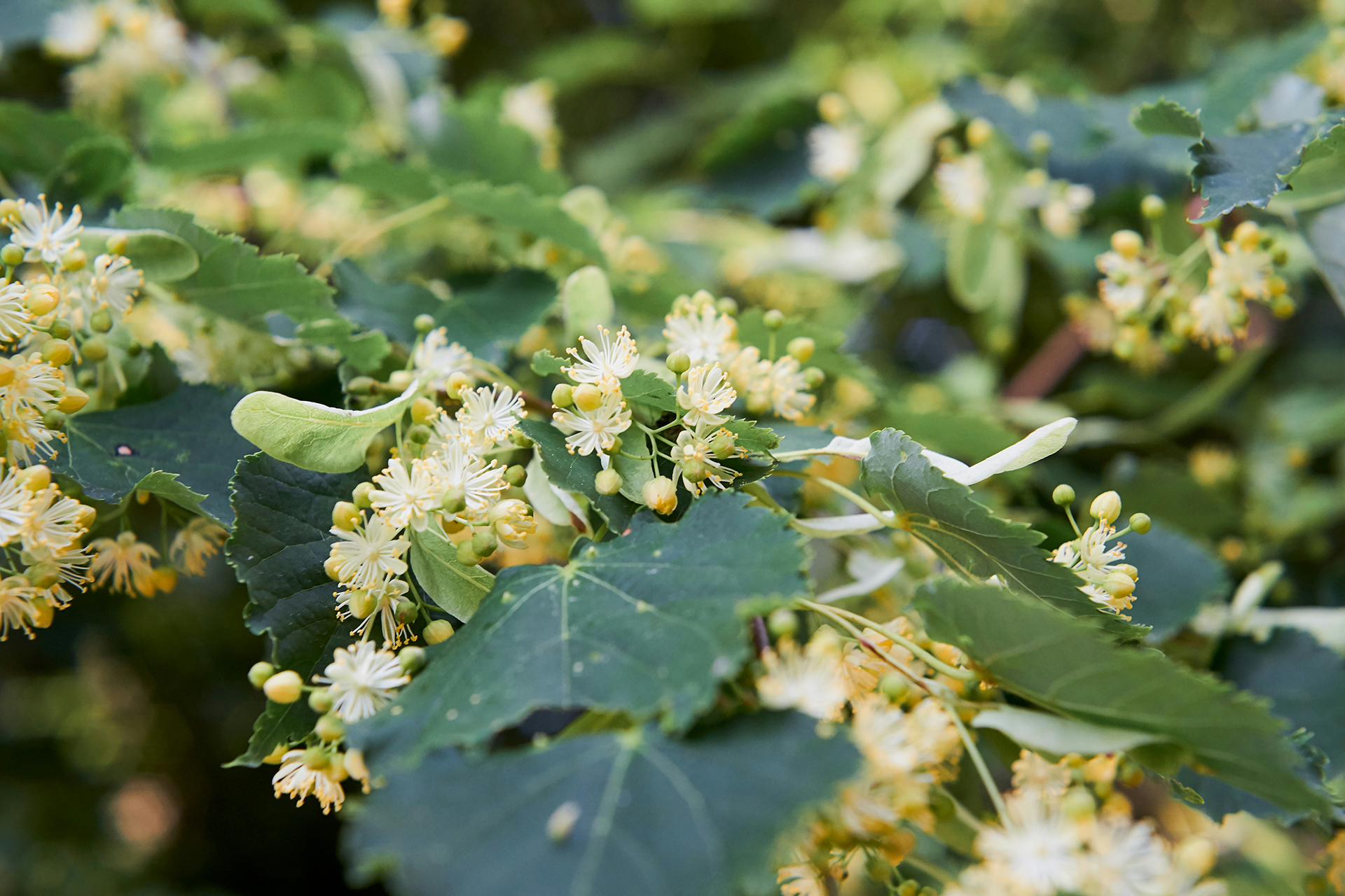 La fleur de tilleul, la richesse des Baronnies